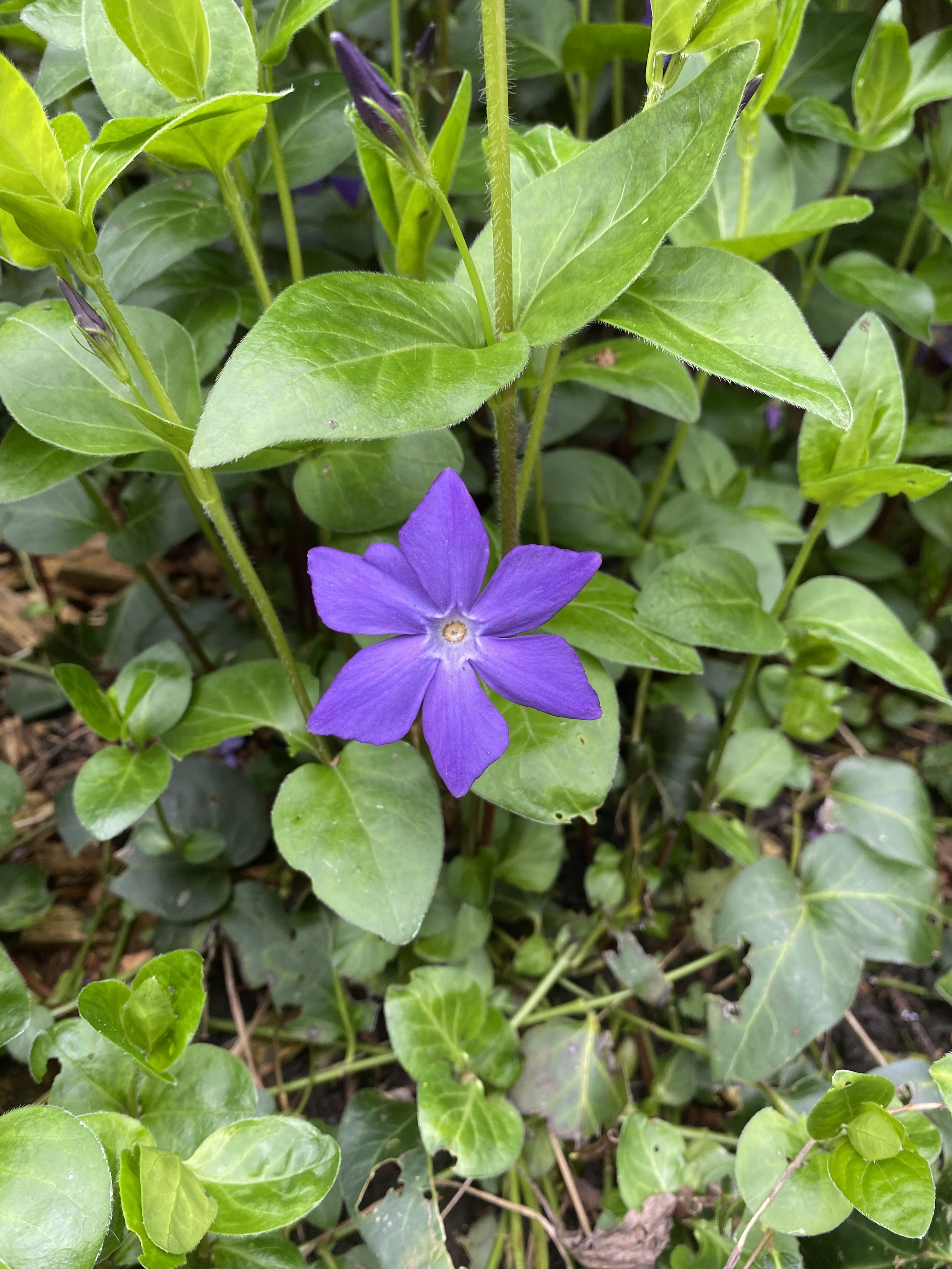 Purple periwinkle flower